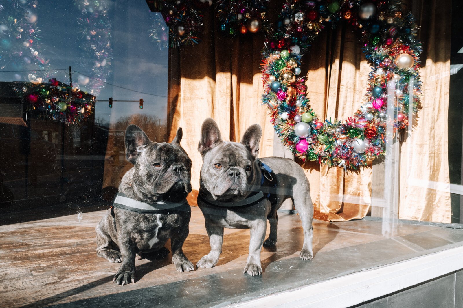 Julie Dickey's dogs Rex, right, and Rufus enjoy basking in the sun in the window at the future location of 4Partners in Crime, Inc. 